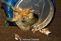 Little Octopus by Mehmet Öztabak 